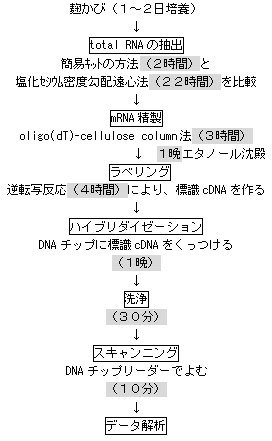 麹かびDNAチップ操作のフロー図