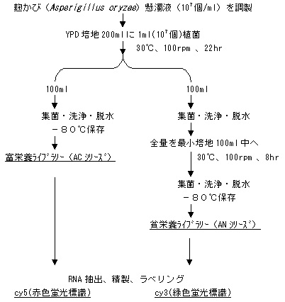 DNAチップ検定用麹かびの培養とラベル化cDNAの調整のフロー図